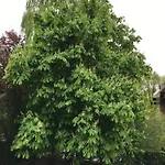 Backbordkajuete Апартаменты Дангаст